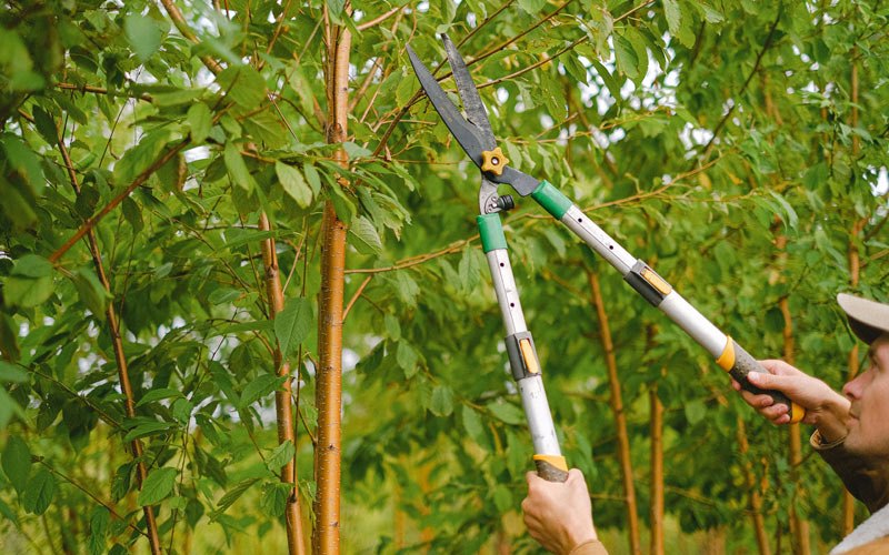 Tree trimming in Thousand Oaks, CA